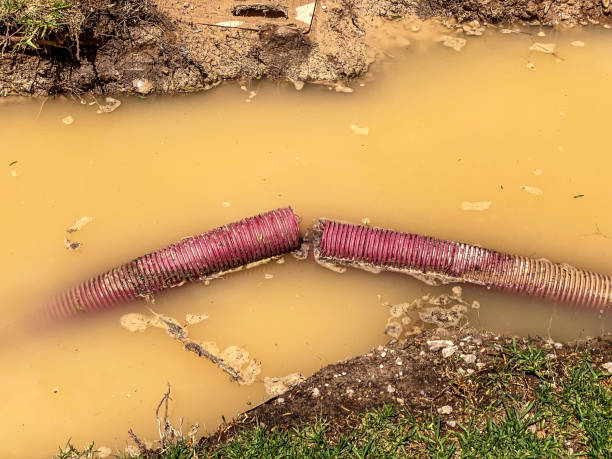Best Professional water damage repair  in Elsmere, KY